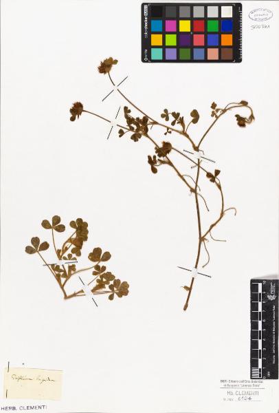 Trifolium hispidum