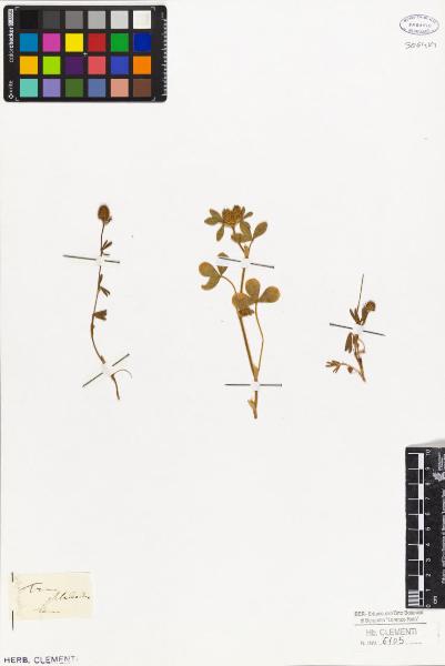 Trifolium phleoides Ten.