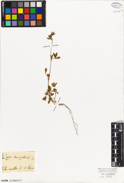 Trifolium tenuifolium Ten.