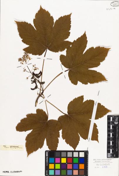 Acer pseudoplatanus