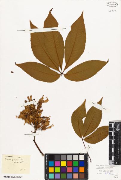 Aesculus lutea P.