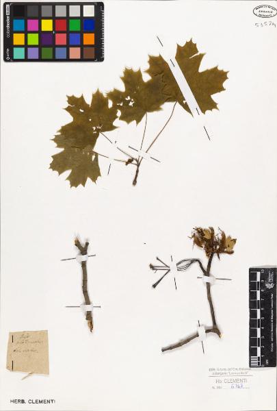 Acer platanoides