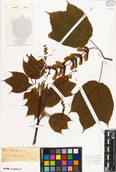 Acer pensylvanicum