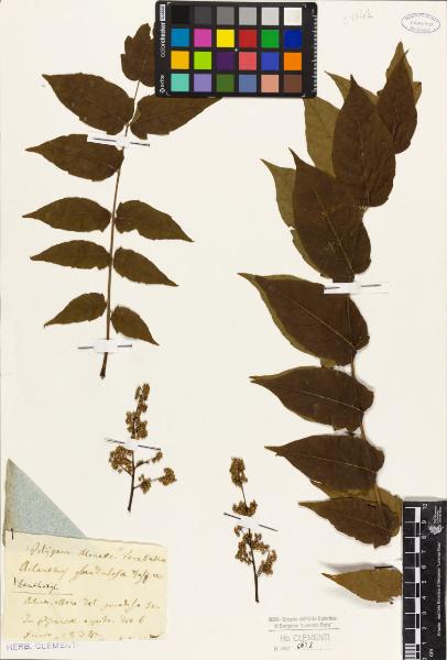 Ailanthus glandulosa Desf. W.