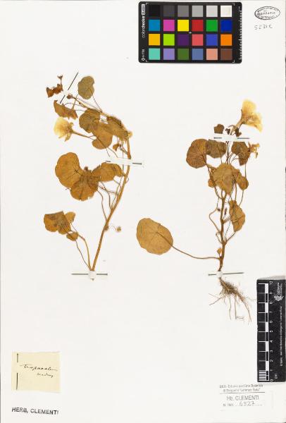 Tropaeolum minus