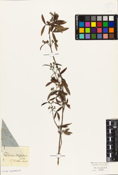 Zieria trifoliata Cels.