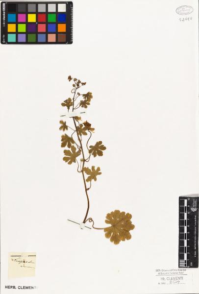 Tropaeolum aduncum