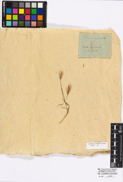 Elymus crinitus Schreberi