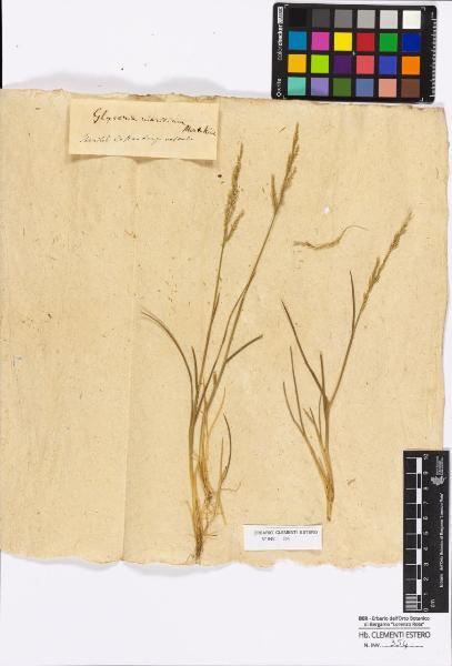 Glyceria maritima Mert.& Koch.