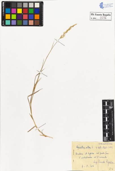 Agrostis alba L. var. verticillata Vill.