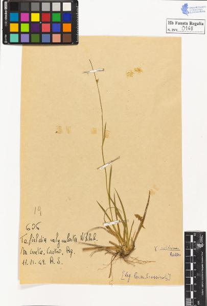 Tofieldia calyculata Whnb. var. collina Richter