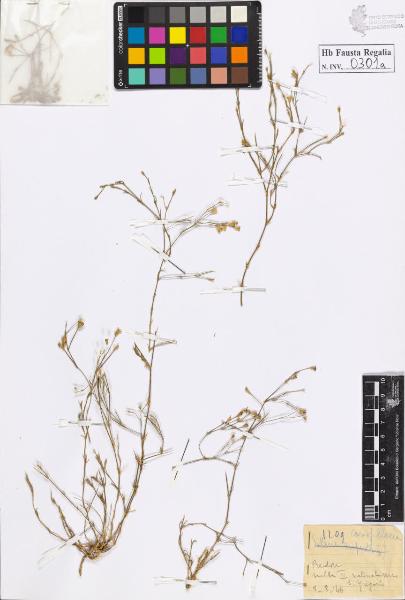 Tunica saxifraga Scop.