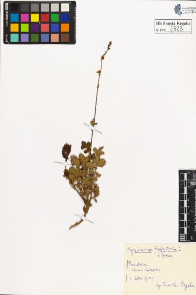 Agrimonia eupatoria L. var. typica