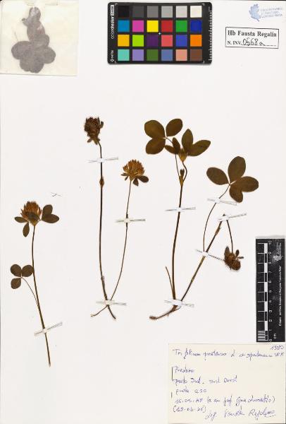 Trifolium pratense L. var. spontaneum Wk.