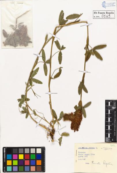 Trifolium rubens L. var. typicum