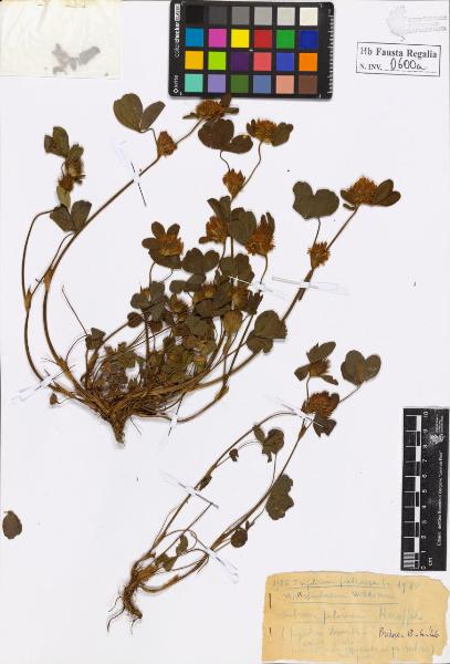 Trifolium pratense L. var. spontaneum Wk. subvar. pilosum Henfell