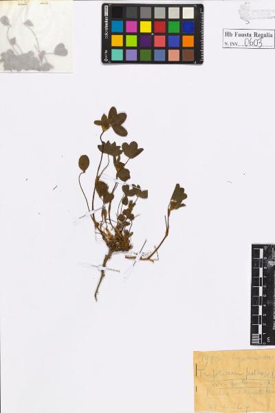 Trifolium pratense L. var. spontaneum Wk.