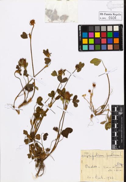 Trifolium pratense L.