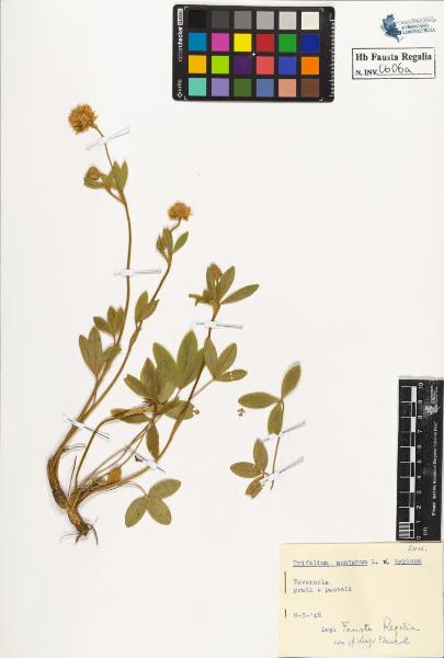 Trifolium montanum L. var. typicum