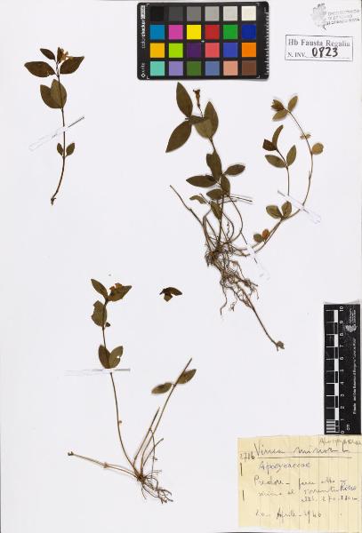 Vinca minor L.