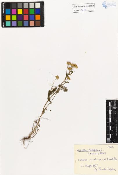 Achillea millefolium L. var. setacea (Wetk)