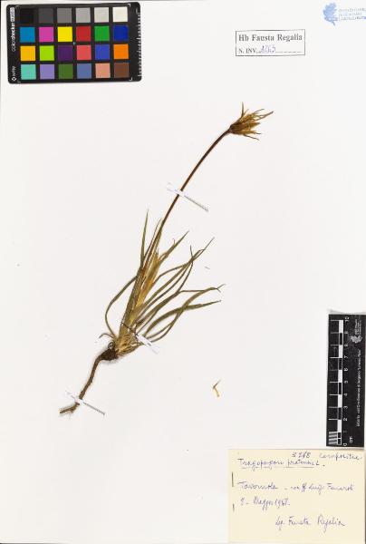 Tragopogon pratensis L.