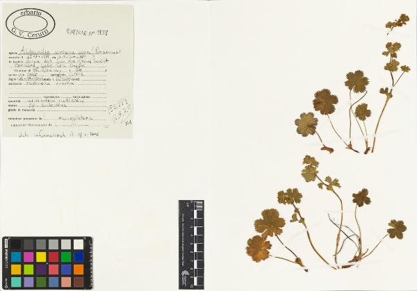 Alchemilla coriacea aggr.