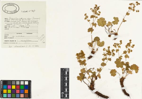 Alchemilla coriacea aggr.