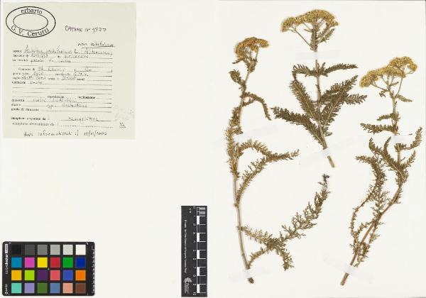 Achillea millefolium L. subsp. millefolium