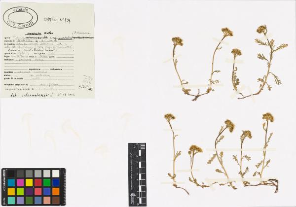 Achillea moschata Wulfen subsp. moschata