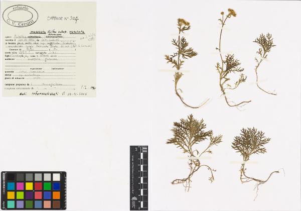 Achillea moschata Wulfen subsp. moschata