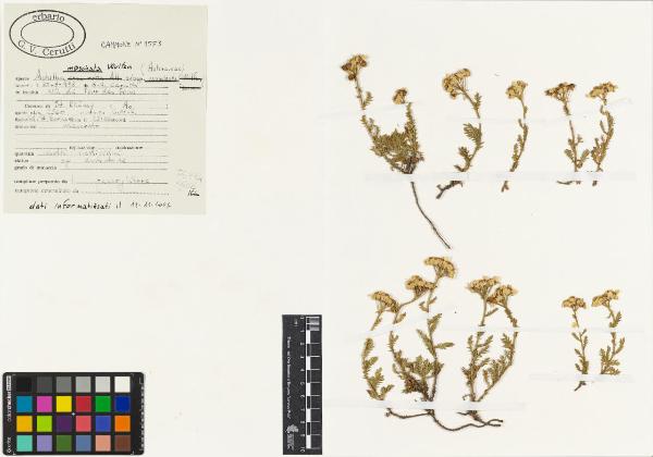 Achillea moschata Wulfen subsp. moschata