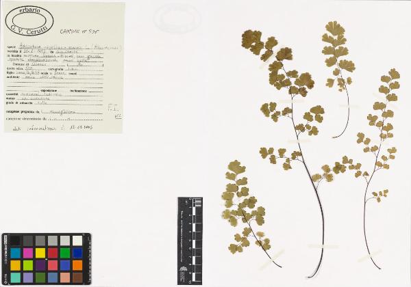 Adiantum capillus-veneris L.