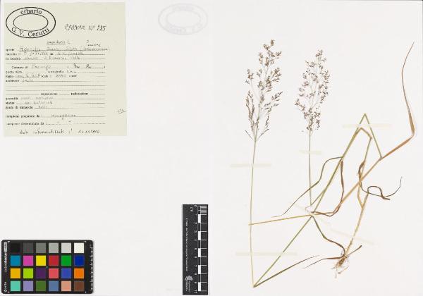 Agrostis capillaris L.