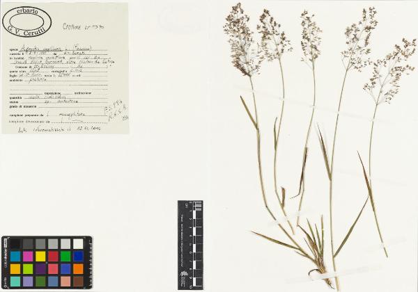 Agrostis capillaris L.