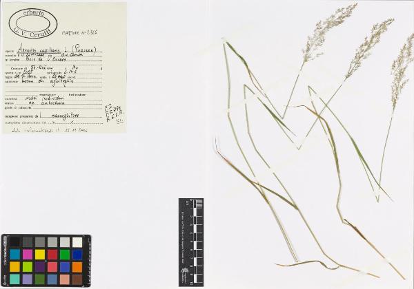 Agrostis capillaris L.