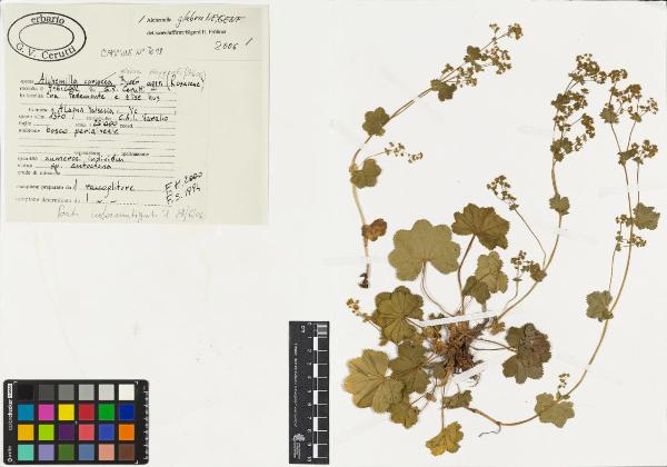 Alchemilla glabra Neygenf.