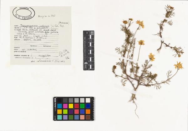 Tripleurospermum inodorum (L.) Sch. Bip.