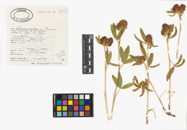 Trifolium alpestre L.