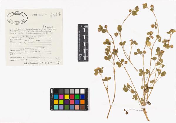 Trifolium tomentosum L.