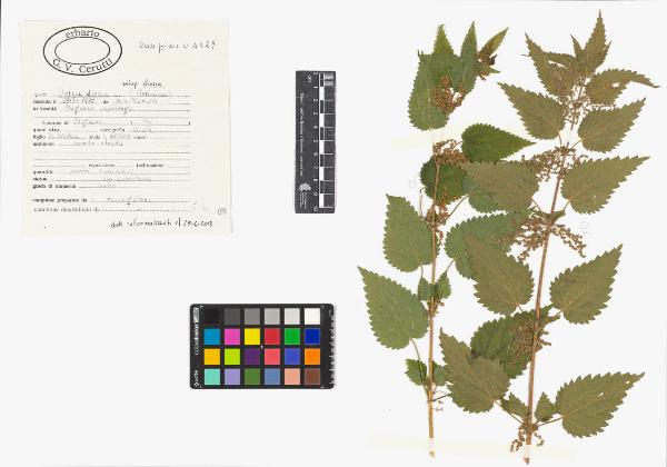 Urtica dioica L. subsp. dioica