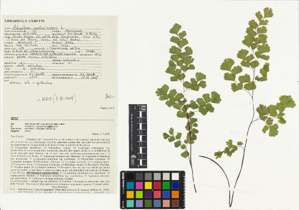 Adiantum capillus-veneris L.