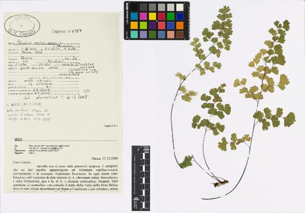 Adiantum capillus-veneris L.