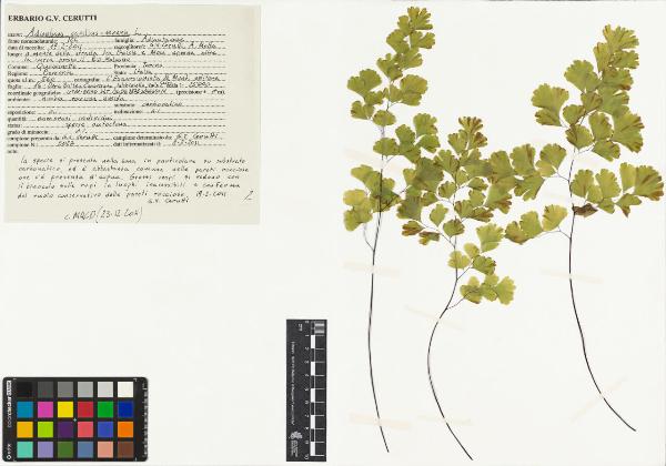 Adiantum capillus-veneris L.