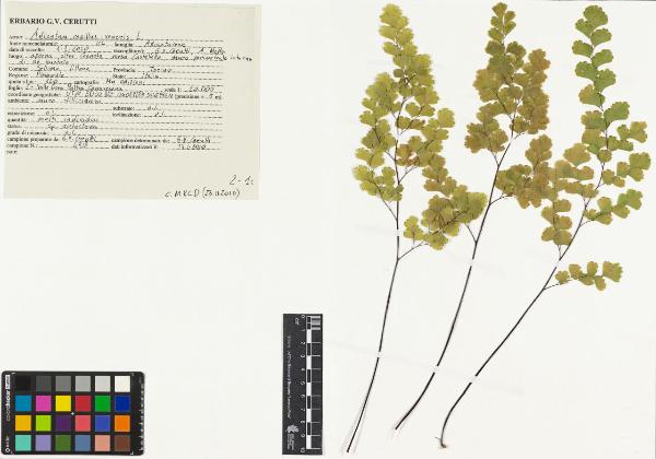 Adiantum capillus-veneris L.