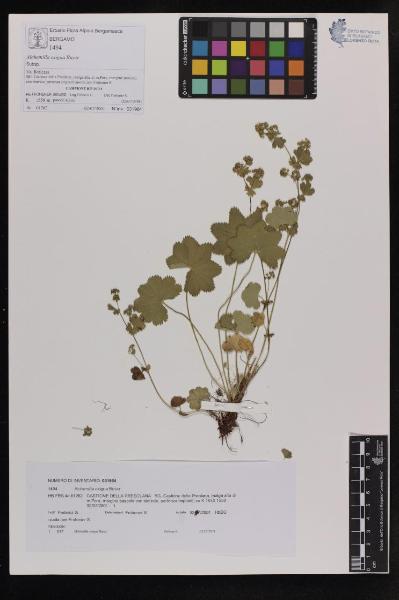 Alchemilla exigua Buser