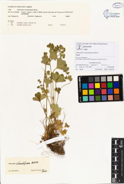 Alchemilla bonae S. E. Fröhner