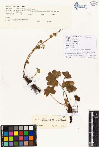 Alchemilla filicaulis Buser subsp. filicaulis