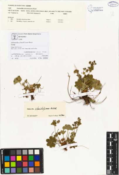 Alchemilla bonae S. E. Fröhner