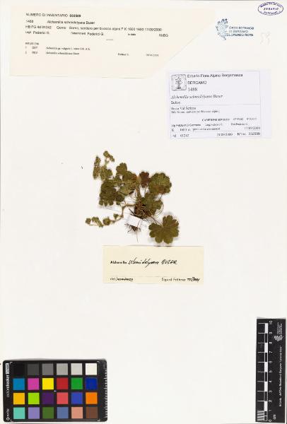 Alchemilla bonae S. E. Fröhner